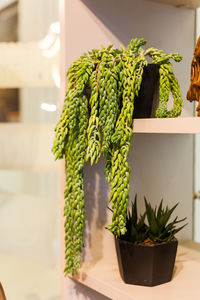 Close-up of potted plant on table