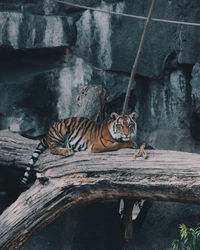 Cat relaxing on tree in zoo