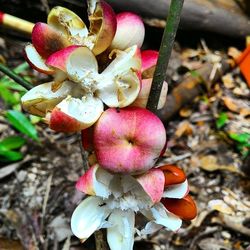 Close-up of flowers