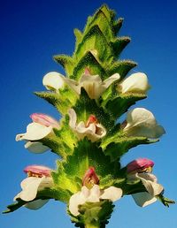 Low angle view of plant against blue sky