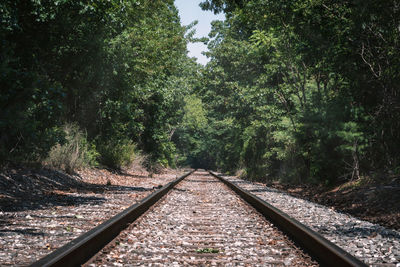 Railroad tracks amidst trees in forest