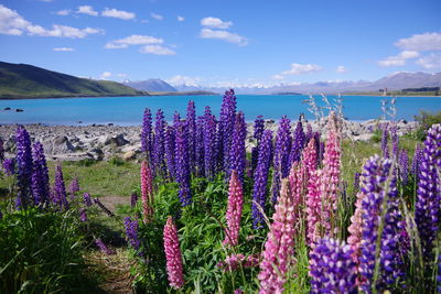 Purple flowering plants on land against sky