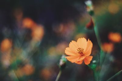 Close-up of flower against blurred background