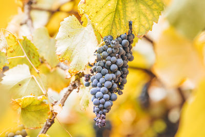 Close-up of grapes growing in vineyard