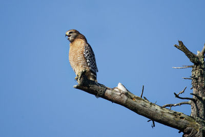 Low angle view of bird perching on branch against sky