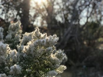 Close-up of snow on tree