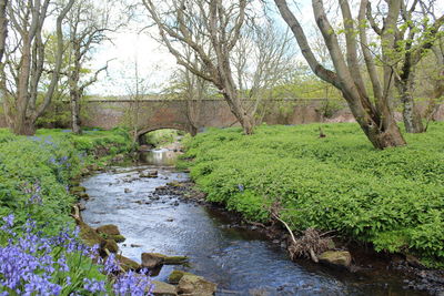 Stream flowing amidst trees in forest