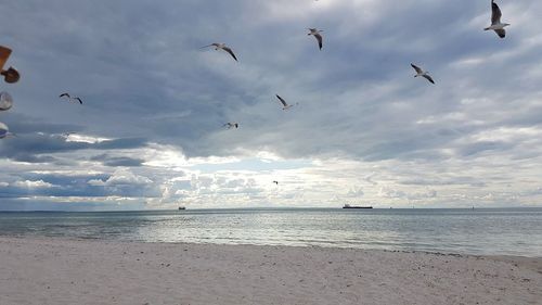 Flock of birds flying over beach