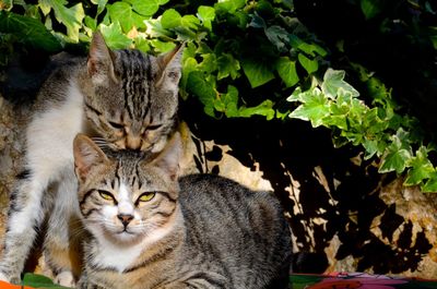 Close-up portrait of cats