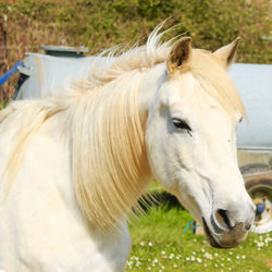 Horse in ranch