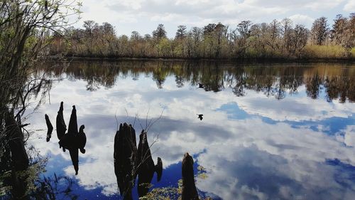 Swans on lake against sky