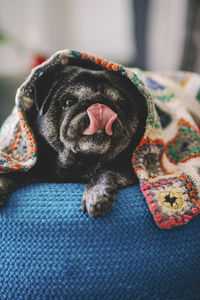 Close-up of a dog sleeping on bed