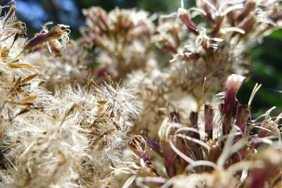 Close-up of wilted flower on field