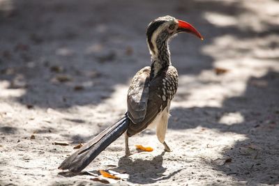 Close-up of red-billed hornbill perching on sand