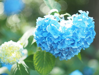 Close-up of blue hydrangea flowers