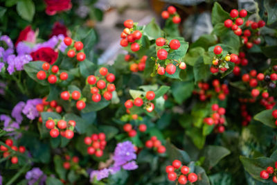 Close-up of red berries growing on tree