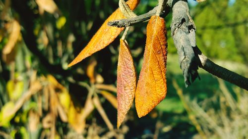 Close-up of orange leaf hanging on tree