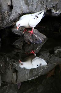 High angle view of bird perching on rock