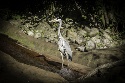 High angle view of gray heron perching on plant by water