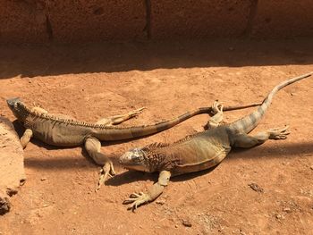 High angle view of lizard in zoo