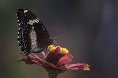 Close-up of butterfly pollinating on flower