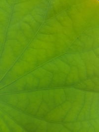 Close-up of green leaf