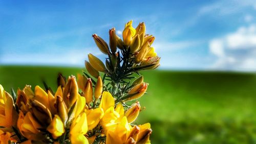 Close-up of yellow flowers