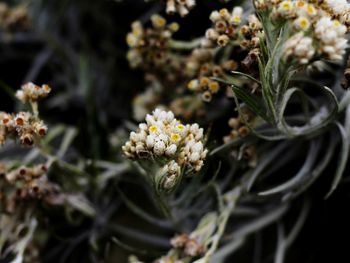 Close-up of white flowering plant