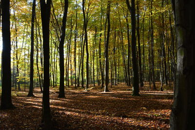 Trees in forest during autumn