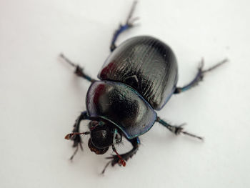 Close-up of fly