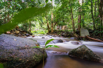 Stream flowing through rocks in forest