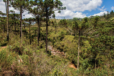 Panoramic view of a pine forest, stream and hills in horto florestal, near campos do jordao, brazil.