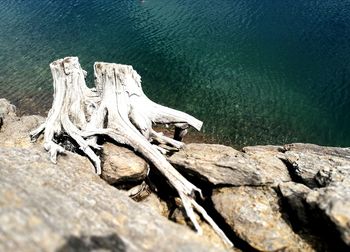 High angle view of driftwood on rock by lake