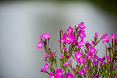 Close-up of pink flowering plant