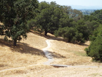 Trees by road