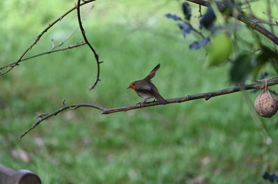 Lizard on a tree