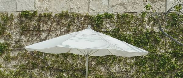 White parasol against creepers on wall
