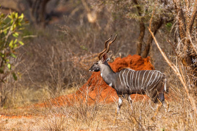 View of stag on grass