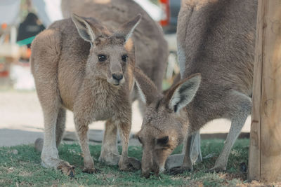 Portrait of kangaroo standing on field