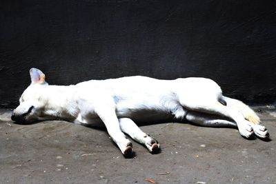 Dog lying on floor