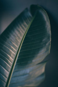Close-up of leaf against black background