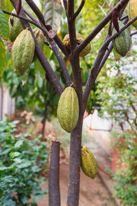 Close-up of fruit growing on tree