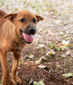 Portrait of dog standing on ground