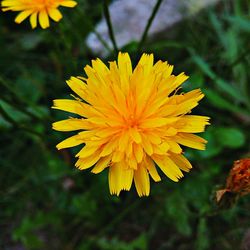 Close-up of yellow flower blooming outdoors