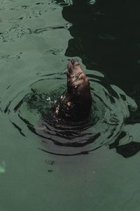 High angle view of turtle swimming in lake