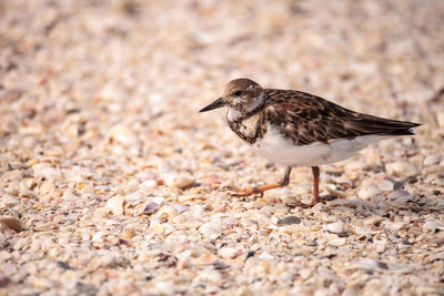 Nesting ruddy turnstone wading bird arenaria interpres along the shoreline of barefoot beach