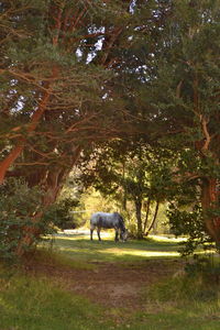 Side view of a horse in the forest