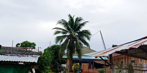 Palm trees and houses against sky