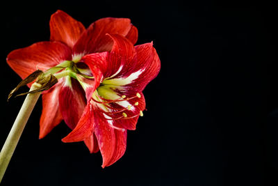 Close-up of red rose against black background