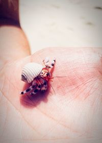 Close-up of insect on hand